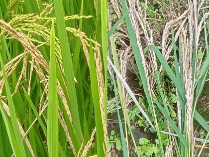 Hundreds of acres of rice crops in Thane district are affected by diseases like heron rootworm Farmers are worried | ठाणे जिल्ह्यातील शेकडो एकर भात पिकांवर बगळ्या, करप्या, खोडकीडा रोगांचा मोठा प्रादुर्भाव; शेतकरी चिंतेत!