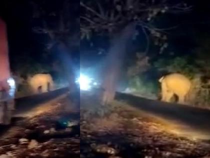 Tourists visit Tusker on Ajra Amboli route, scary atmosphere due to loud screaming | आजरा-आंबोली मार्गावर पर्यटकांना टस्करचे दर्शन, वेळवट्टीत मोठ्याने चित्कारल्याने भितीयुक्त वातावरण