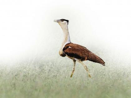 The Great Indian Bustard is vanishing | माळढोकच्या खुणा