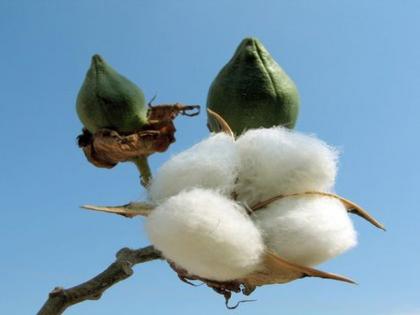 The pre-monsoon cotton cultivation will be ensured | जळगाव जिल्ह्यात प्रथमच मान्सूनपूर्व कापूस लागवडीचा खोळंबा