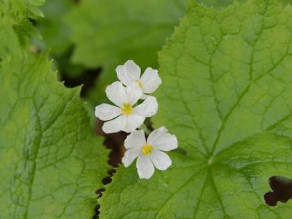 The white flower that becomes crystal clear in rains | आश्चर्य! एक असं फूल जे पाण्यात भिजताच होतं पारदर्शी!