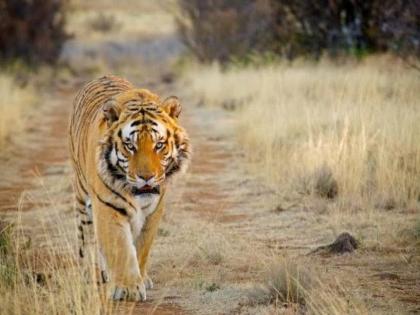 The tiger wanders in the Ajanta mountain range! | अजिंठा पर्वत रांगात वाघाची भटकंती!