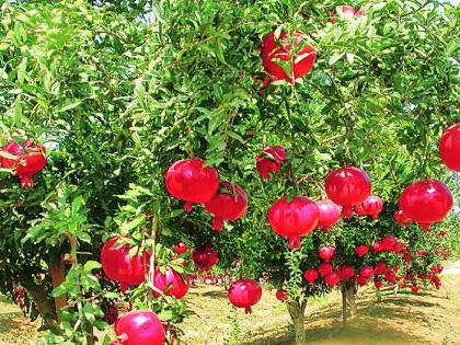 Pomegranate worth four lakh rupees stolen from Bombewadi Atpadi taluka sangli | सांगली: संकटावर मात करून शेती पिकवली, अज्ञातांनी चार लाखांची डाळिंब चोरली