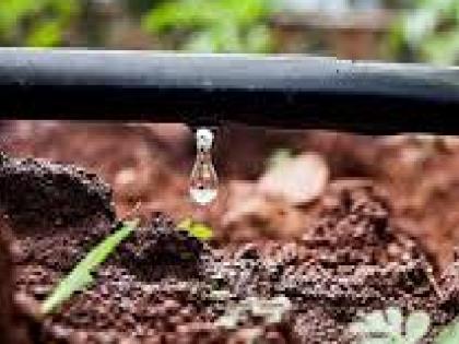 10 crore subsidy for drip irrigation pending, farmers of Kolhapur district are waiting | ठिबक सिंचनचे १० कोटी अनुदान प्रलंबित, कोल्हापूर जिल्ह्यातील शेतकरी प्रतीक्षेत