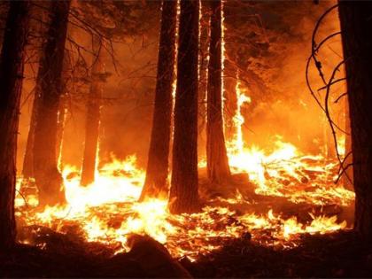 The forest burned 14,000 times in two years; Destroy crores of forest resources | दोन वर्षांत तब्बल १४ हजारवेळा पेटले जंगल; कोटींची वनसंपदा खाक