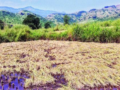 Waiting for farmers, delay in receiving funds from the government | शेतकऱ्यांना प्रतीक्षा भरपाईची, शासनाकडून निधी येण्यास विलंब