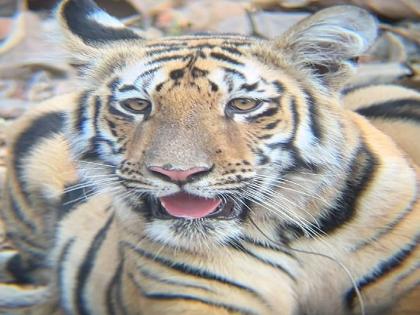 A hunter's noose stuck around the tiger's neck; Type from Tipeshwar Sanctuary | वाघाच्या गळ्यात अडकला शिकारीचा फास; टिपेश्वर अभयारण्यातील प्रकार