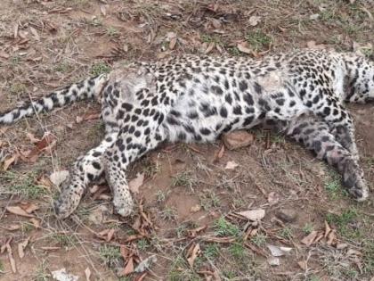 Leopard was found dead in Malhi area of Gondia district | गोंदिया जिल्ह्यात माल्ही परिसरात बिबट मृतावस्थेत आढळला 