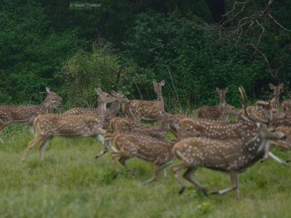 Eye Challenge: Can you spot hiden tiger among the deer's? there is tiger hide in Photo | Eye Challenge: डोळे मिचकावले तरी सापडेना! हरणं जिवाच्या आकांताने पळत होती, लोक वाघ शोधत होते