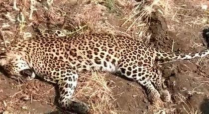 Suspicious death of leopard in Yavatmal district | यवतमाळ जिल्ह्यातील माळेगाव शिवारात बिबट्याचा संशयास्पद मृत्यू