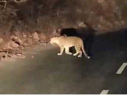 Patrol police spotted a leopard in Khandala Ghat in Yavatmal district | यवतमाळ जिल्ह्यातील खंडाळा घाटात गस्ती पोलिसांना झाले बिबट्याचे दर्शन