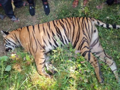 a tiger found dead in a farm in bhadravati tehsil | भद्रावती तालुक्यात पट्टेदार वाघाचा मृत्यू