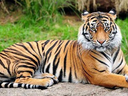 enumeration of wildlife in Vidarbha is awaiting | विदर्भात रखडलेल्या वन्यजीवांच्या प्रगणनेची प्रतीक्षा