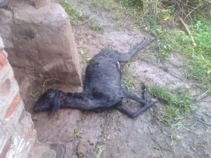 Pokarni attacked leopard goats, two criminals: The lamb disappeared | सांगली : पोखर्णीत बिबट्याचा शेळ्यांवर हल्ला, दोन दगावल्या : कोकरु गायब