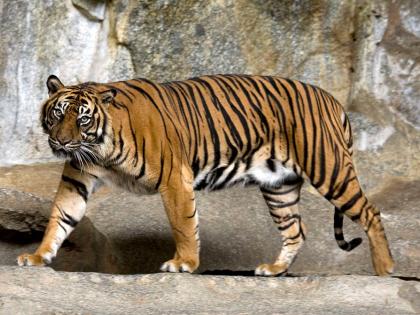 Tourists see five tigers in Ambabarwa Sanctuary at buldhana | अंबाबरवा अभयारण्यात पर्यटकांना पाच वाघोबांचे दर्शन