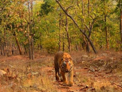 32 tigers live in the Sahyadri-Kokan corridor, 17 in Karnataka, 5 in Goa; Report of 'WCT'  | सह्याद्री-कोकण भ्रमणमार्गात 32 वाघोबांचा संसार, कर्नाटकात १७, गोव्यात ५ वाघ; ‘डब्ल्यूसीटी’चा अहवाल 