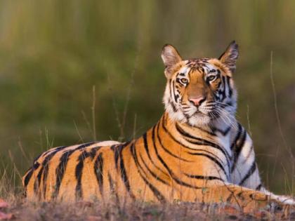 tiger attack 302 people died in five years in india maharashtra on top see list | गेल्या पाच वर्षात देशभरात वाघाचे ३०२ बळी; एकट्या महाराष्ट्रात ५० टक्क्याहून जास्त मृत्यू