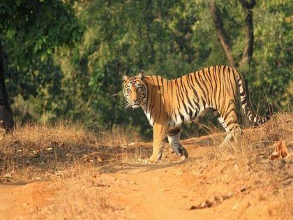 Tiger corridor in vidarbha | पश्चिम विदर्भात वाघांचे छुपे कॉरिडोर