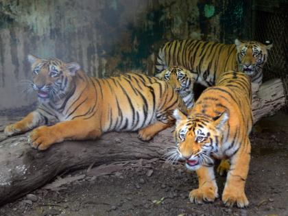 four smal tiger enjoy in katraj zoo park | पुण्यातील राजीव गांधी प्राणिसंग्रहालयात चालते आकाश, सार्थक, गुरू अन् पौर्णिमाची मस्ती