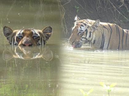 A tiger also enjoyed the cool water in the Kolara buffer zone see photos | 'छबी'दार! उष्णतेपासून वाचण्यासाठी वाघोबाची थंडा थंडा कूल कूल मजा