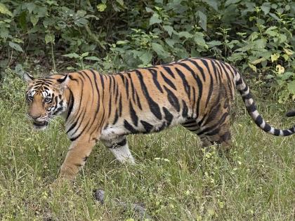 female tiger body was found in Brahmanwada forest area | ब्राह्मणवाडा जंगल परिसरात आढळला वाघिणीचा मृतदेह