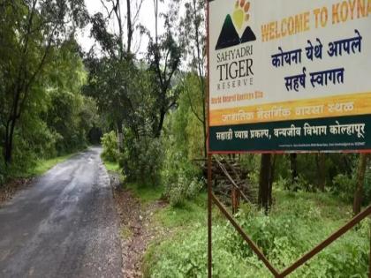 Sahyadri Tiger Reserve ranks Very Good | सह्याद्री व्याघ्र प्रकल्पाचा 'व्हेरी गुड' श्रेणीत समावेश, ५१ व्याघ्र प्रकल्पांमध्ये २७ व्या स्थानावर