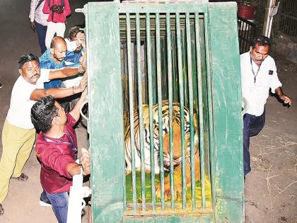 With tears in his eyes, 'Arjuna' and 'Bhakti' Tigers from Siddhartha Garden said goodbye! | पाणावलेल्या डोळ्यांनी सिद्धार्थ उद्यानातील ‘अर्जुन’, ‘भक्ती’ वाघांनी घेतला निरोप !