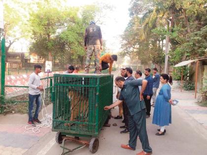 Ranjana, Pratibha tiger's leaves for Ahmedabad; Siddhartha zoos Employees shed tears while sending | सिद्धार्थ प्राणिसंग्रहालयातील रंजना, प्रतिभा वाघिणी अहमदाबादला रवाना; कर्मचाऱ्यांना अश्रू अनावर