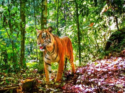 Tiger sighting again after eight and a half months! Tiger roars in Dharashiv mountain range, farmers are scared | साडेआठ महिन्यांनंतर पुन्हा दर्शन! धाराशिवच्या डोंगररांगात वाघाची डरकाळी, शेतकरी भयभीत Tiger sighting again after eight and a half months! Tiger roars in Dharashiv mountain range, farmers are scared | साडेआठ महिन्यांनंतर पुन्हा दर्शन! धाराशिवच्या डोंगररांगात वाघाची डरकाळी, शेतकरी भयभीत