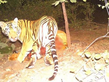 tiger in Banbahara forest; Panic persisted | नरभक्षक वाघ बनबेहरा जंगलात; दहशत कायम