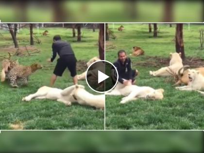 leopard attacks man while playing with lion tiger saves him video goes viral on social media | सिंहासोबत होता खेळत...इतक्यात बिबट्याने चढवला हल्ला पण वाघाने वाचवले, पाहा हा व्हिडिओ