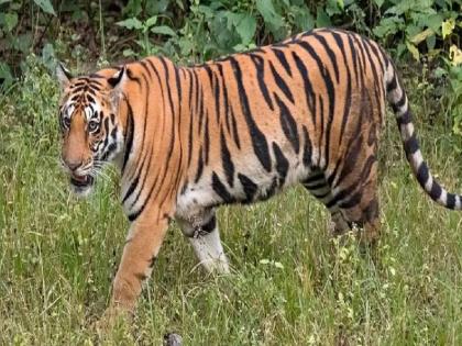 Bullocks killed in tiger attack, fear in Kitwade area Ajara taluka | वाघाच्या हल्ल्यात बैल ठार, वनक्षेत्रपालांनी वर्तवली शक्यता, किटवडेत भीतीचे वातावरण