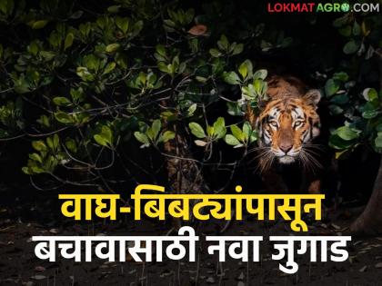 latest news Leopard Attack Protection: New technology to protect against tigers and leopards; How does it work? Read in detail | Leopard Attack Protection : वाघ-बिबट्यांपासून बचावासाठी नवी टेक्नॉलॉजी; कशी काम करते? वाचा सविस्तर latest news Leopard Attack Protection: New technology to protect against tigers and leopards; How does it work? Read in detail | Leopard Attack Protection : वाघ-बिबट्यांपासून बचावासाठी नवी टेक्नॉलॉजी; कशी काम करते? वाचा सविस्तर