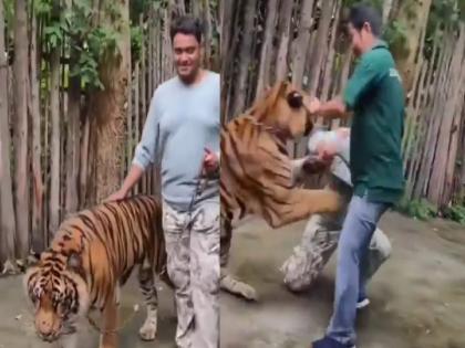 Video: The young man trying to take a selfie with the tiger but tiger attacked on him, see what really happened next | Video : तो फ्लॉवर समजला, पण वाघ फायर निघाला! तरुणाला वाघासोबत सेल्फी काढणं पडलं महागात, बघा नेमकं काय झालं... Video: The young man trying to take a selfie with the tiger but tiger attacked on him, see what really happened next | Video : तो फ्लॉवर समजला, पण वाघ फायर निघाला! तरुणाला वाघासोबत सेल्फी काढणं पडलं महागात, बघा नेमकं काय झालं...