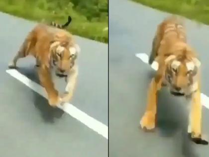 man saves himself from tiger who try to attack in bike video goes viral on internet | Viral Video: जंगलातून जात होती बाईक, अचानक समोर आला वाघ! अन् मग झाली तुफान लढाई