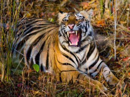 Tiger killed child in Chandrapur | थरकाप! आईच्या काळजाचा तुकडा मिळाला; परंतु त्याचे काळीजच नव्हते...