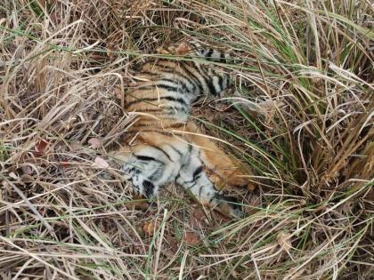 Tiger's cab found deaths in the Pench tiger reserve | पेंच व्याघ्र प्रकल्पात वाघाच्या छाव्याचा  मृत्यू