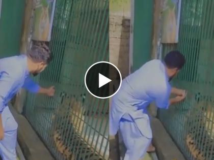 man was teasing tiger gets hand stuck in cage shocking video goes viral on social media | Viral Video: वाघाशी मस्ती करत होता इतक्यात पिंजऱ्यात अडकला हात अन् मग जे घडलं धडकी भरवणारं