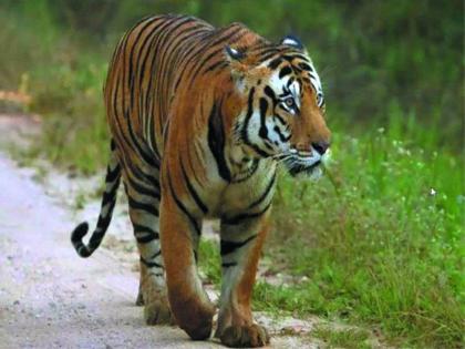 The Forest Department remembered the Tiger Corridor when Fairlin's work began | फाेरलेनचे काम सुरू झाल्यावर वनविभागाला आठवले टायगर काॅरिडाेर