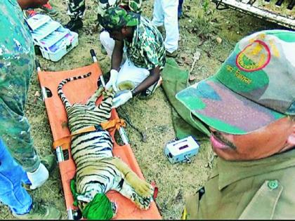 The brave attempt to capture the six-month tiger cub | सहा महिन्याच्या वाघाच्या बछड्यास ताब्यात घेण्याचा धाडसी प्रयत्न