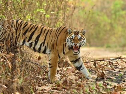 Rajasthan requires tigers in Maharashtra | राजस्थानला हवेत महाराष्ट्राचे वाघ