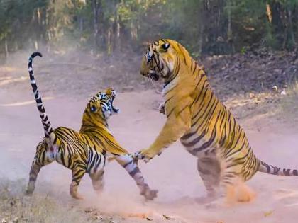 Two jungle tigers fight for survival; Death of T-9 tiger  | अस्तित्वासाठी जंगलाच्या दोन वाघांची झुंज; टी-९ वाघाचा मृत्यू 