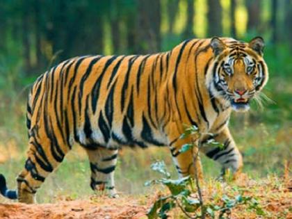 Tiger census will be conducted in five districts including Sindhudurg from today | सिंधुदुर्गसह पाच जिल्ह्यात आजपासून व्याघ्र गणना होणार, ५१७ बीट, अधिकारी व कर्मचाऱ्यांची नियुक्ती