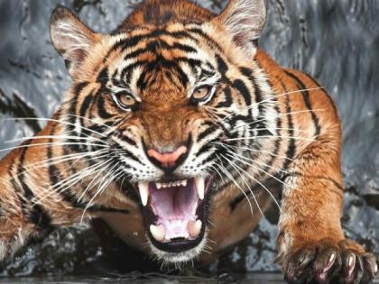 60 incidents of tiger attacks in Vidarbha in nine months | विदर्भात नऊ महिन्यांत वाघ हल्ल्याच्या ६० घटना