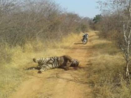 Refuse to show mercy to tiger hunters | वाघाची शिकार करणाऱ्यावर दया दाखवण्यास नकार