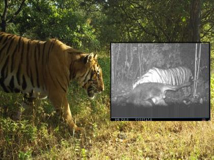 Sighting of as many as eight tigers in Kolhapur, Konkan, recorded in forest department camera trap | कोल्हापूर, कोकणात तब्बल आठ वाघांचे दर्शन, वनविभागाच्या कॅमेरा ट्रॅपमध्ये नोंद