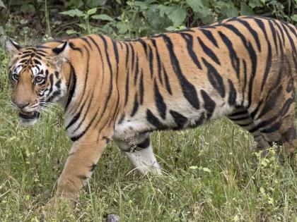 Bavaria gangs rose to life of tigers; Active in Vidarbha; Connection from Assam, Haryana, Telangana to Punjab | वाघांच्या जीवावर उठल्या बावरिया टोळ्या; विदर्भात सक्रिय; आसाम, हरयाणा, तेलंगणा ते पंजाबपर्यंत कनेक्शन