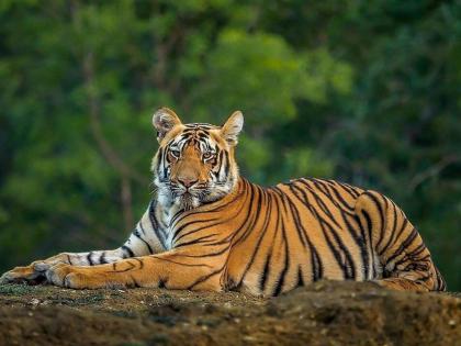 22 tigers and 40 leopards die in 2 months; 107 tigers killed in three years | चार महिन्यांत २२ वाघ अन् ४० बिबट्यांचा मृत्यू; तीन वर्षांत १०७ वाघ दगावले 22 tigers and 40 leopards die in 2 months; 107 tigers killed in three years | चार महिन्यांत २२ वाघ अन् ४० बिबट्यांचा मृत्यू; तीन वर्षांत १०७ वाघ दगावले