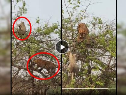 Tiger Monkey wildlife Video goes viral on social media where monkey smartly escapes with jugaad | Tiger Monkey Video: शिकारीसाठी झाडावर चढलेला वाघ माकडावर झडप घालणार इतक्यात...