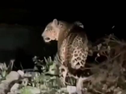 Leopard scare broke out once again in Chirner-Dighati-Kelwane area | चिरनेर-दिघाटी- केळवणे परिसरात पुन्हा एकदा फुटली बिबट्याची डरकाळी